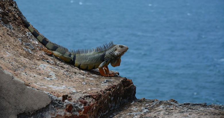Puerto Rico Iguana